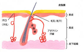 毛穴断面図　jpg