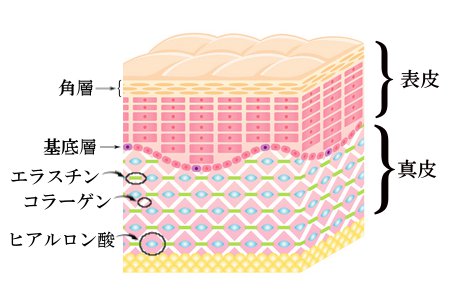 肌の断面図解説