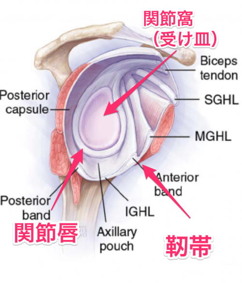 関節唇