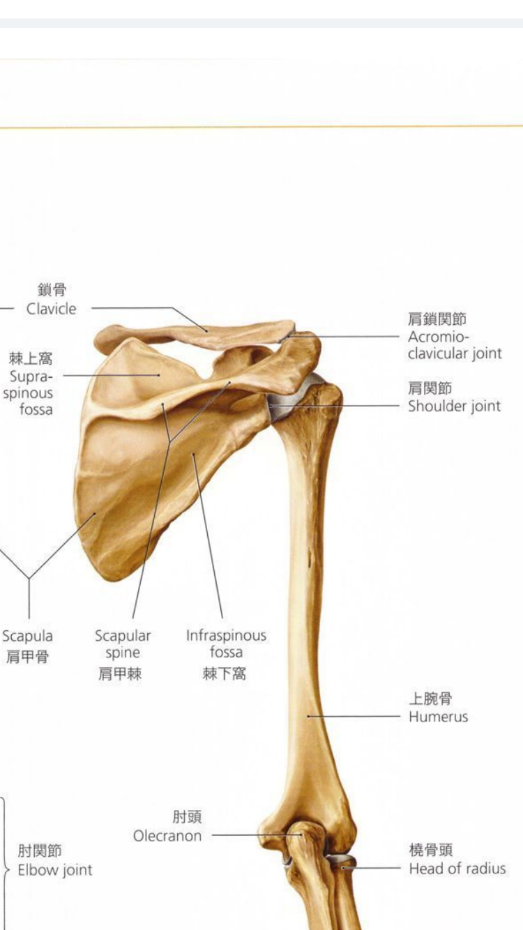 肩関節