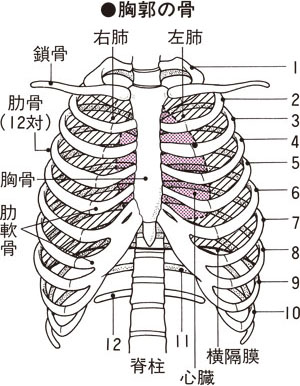 肋骨