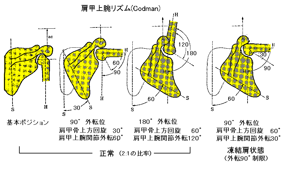 肩甲上腕リズム